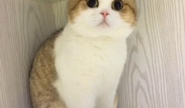 小猫咪可爱视频,小猫咪可爱视频集锦